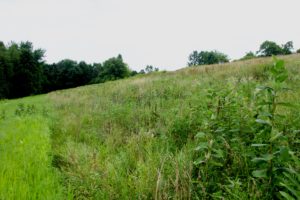 The Lake's land - a mix of woodland, marsh and prairie.