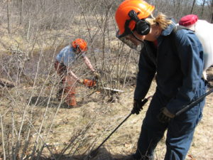 The cut and treat stump method to control buckthorn.