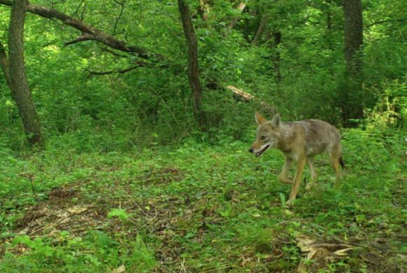 Snapshot Wisconsin: Candid Camera for Critters Snapshot Wisconsin: Candid Camera for Critters