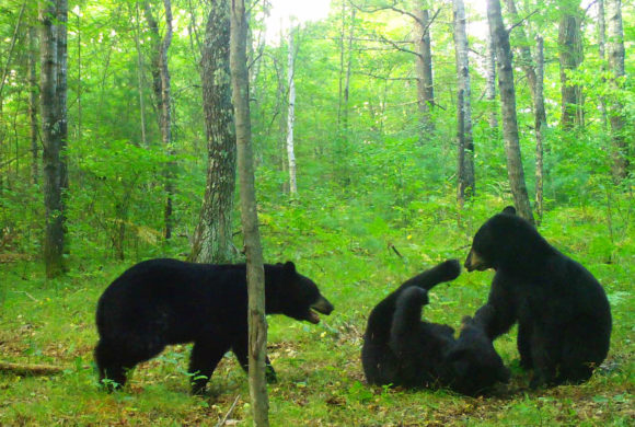 Host a Trail Cam for Snapshot Wisconsin Host a Trail Cam for Snapshot Wisconsin