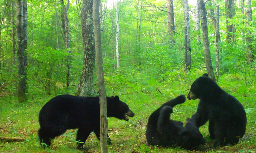Host a Trail Cam for Snapshot Wisconsin Host a Trail Cam for Snapshot Wisconsin