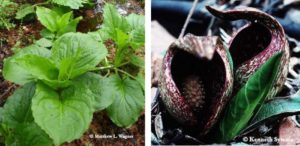 Skunk cabbage later season and early spring