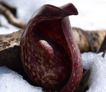 QUIZ: Skunk Cabbage – A Sure Sign Spring Has Sprung? QUIZ: Skunk Cabbage – A Sure Sign Spring Has Sprung?