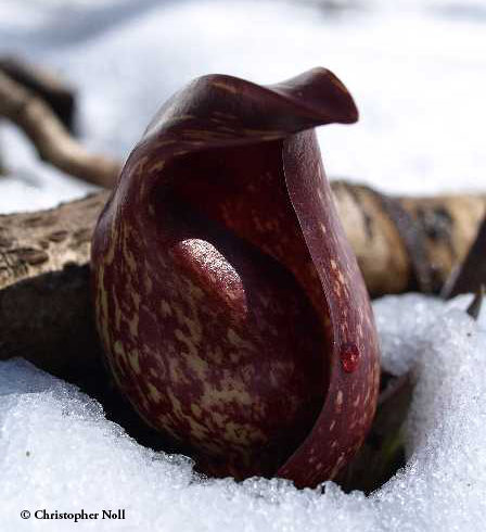 QUIZ: Skunk Cabbage – A Sure Sign Spring Has Sprung? QUIZ: Skunk Cabbage – A Sure Sign Spring Has Sprung?