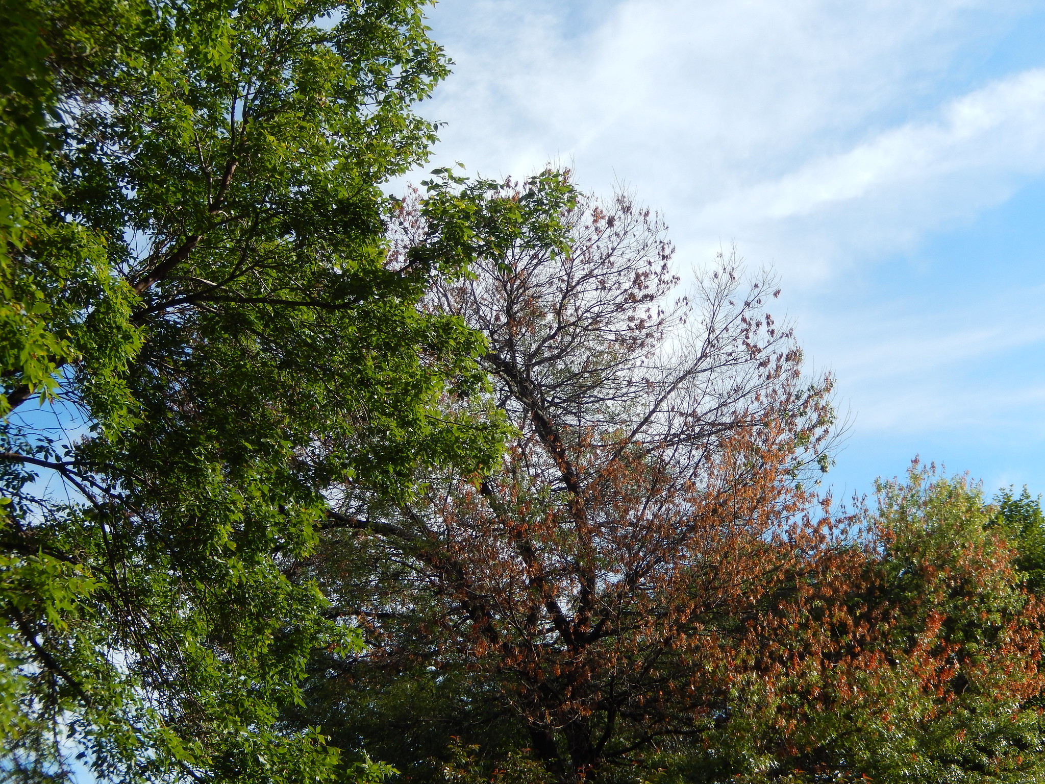 oak wilt on red oak