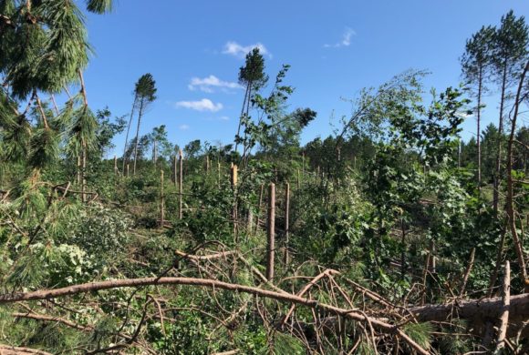 Financial Assistance for Storm-related Damage to Your Woodlands Financial Assistance for Storm-related Damage to Your Woodlands