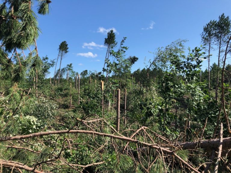 storm damaged trees