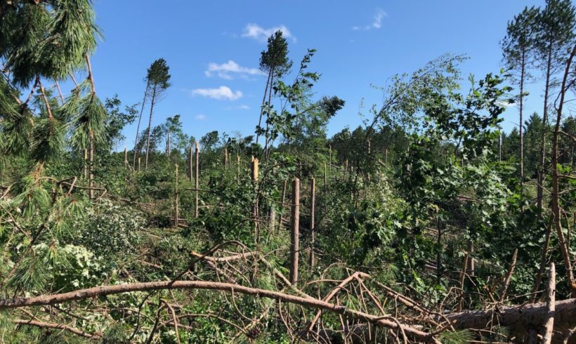Financial Assistance for Storm-related Damage to Your Woodlands