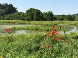 Grimm's wetland restoration
