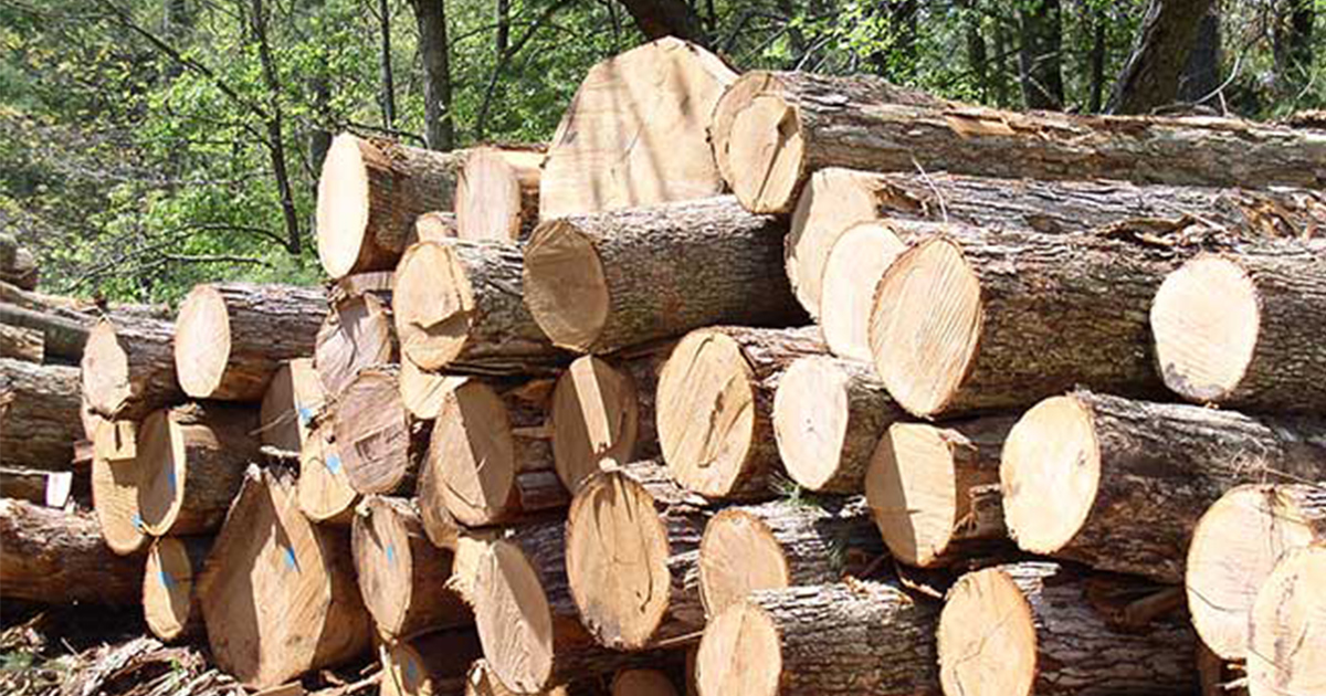 Timber Harvesting My Wisconsin Woods