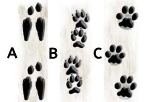 illustrated animal tracks