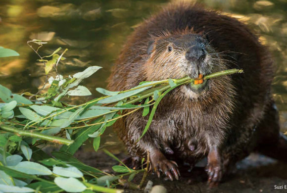 Leave it to the Beavers? Leave it to the Beavers?