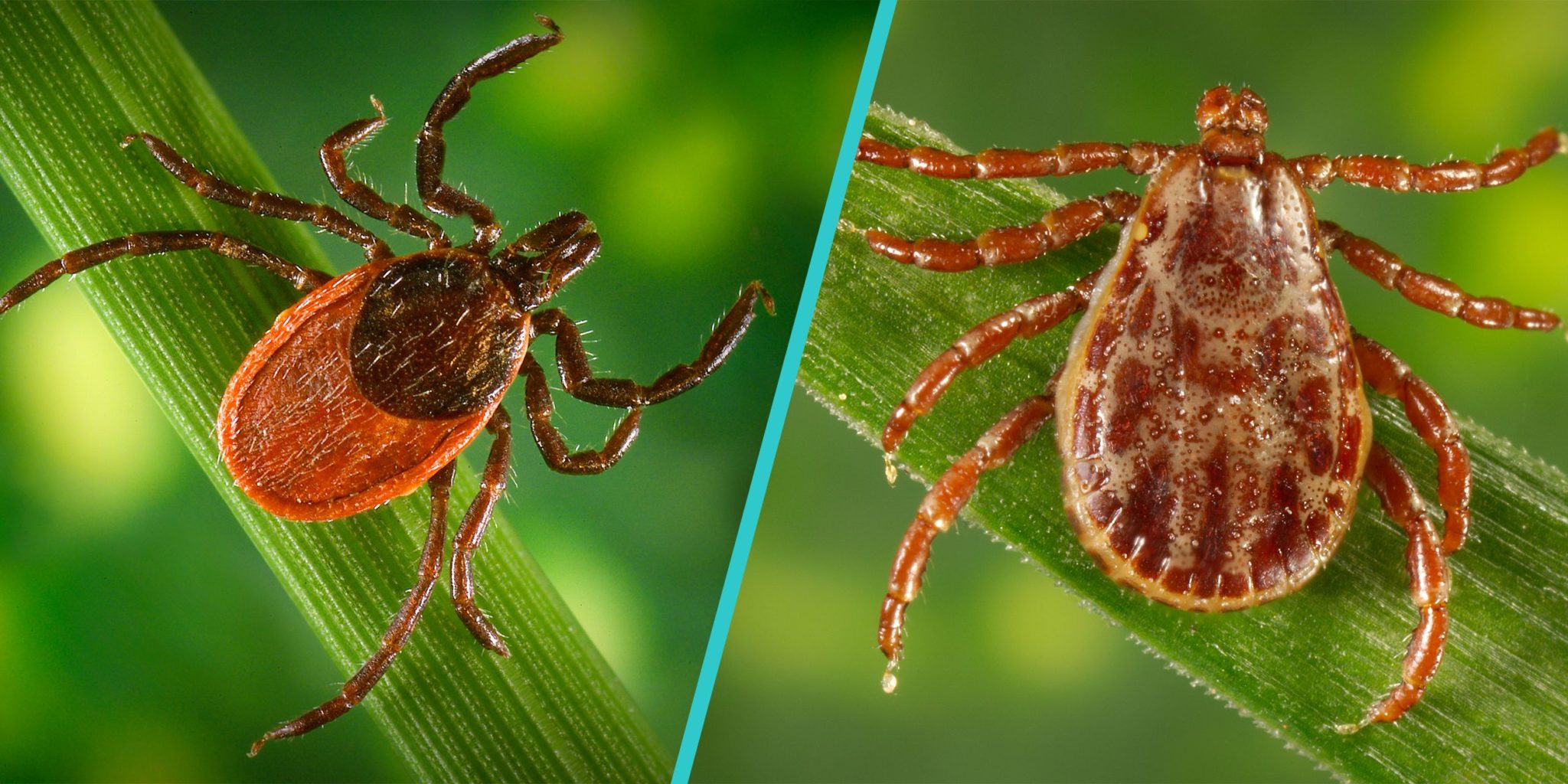 Prepare for Ticks with the Experts My Wisconsin Woods