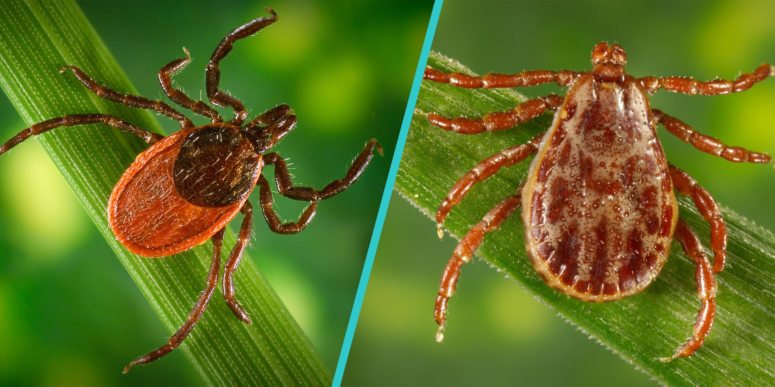 wood tick vs deer tick