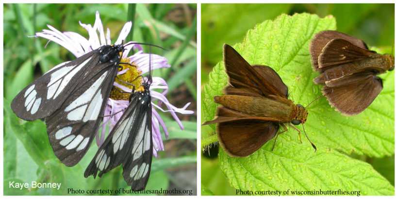 Butterfly versus Moth. Can you tell the difference?