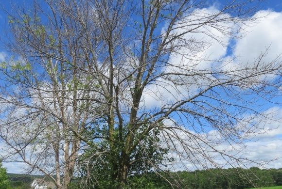 Emerald Ash Borer Confirmed In Oconto And Shawano Counties Emerald Ash Borer Confirmed In Oconto And Shawano Counties