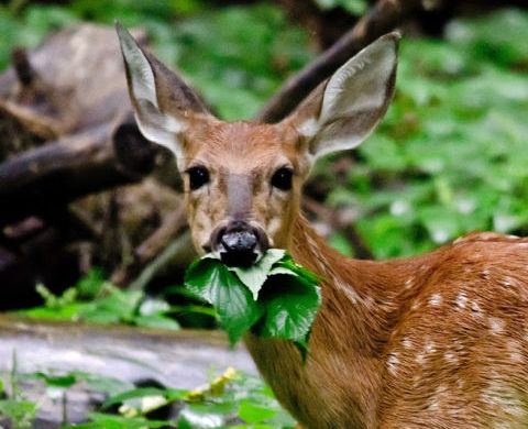 How to Identify Deer Browse in the Woods How to Identify Deer Browse in the Woods