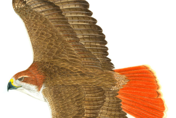 Winter Raptors Signal Spring Winter Raptors Signal Spring