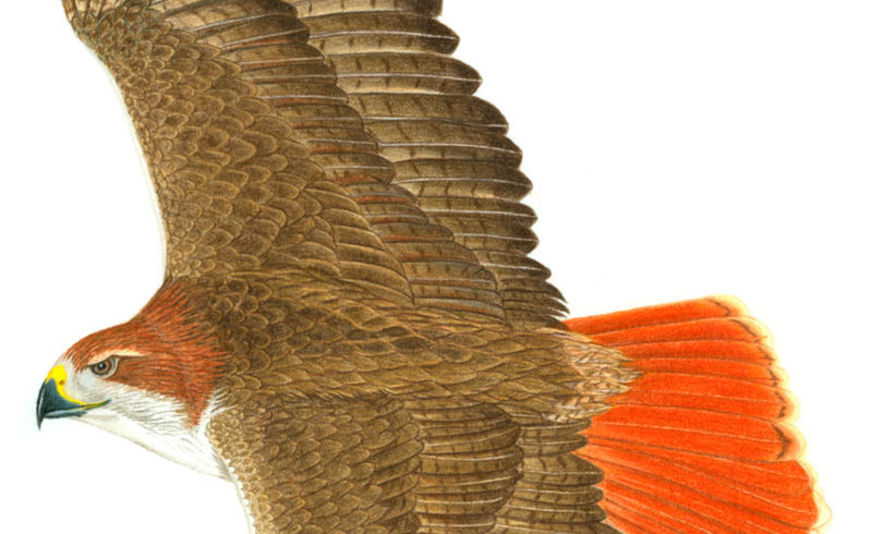 Winter Raptors Signal Spring Winter Raptors Signal Spring