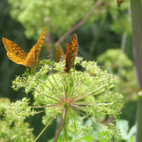 Invasive To Watch Japanese Hedge Parsley My Wisconsin Woods
