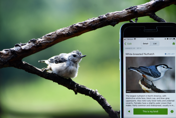 Our Favorite Bird ID Apps