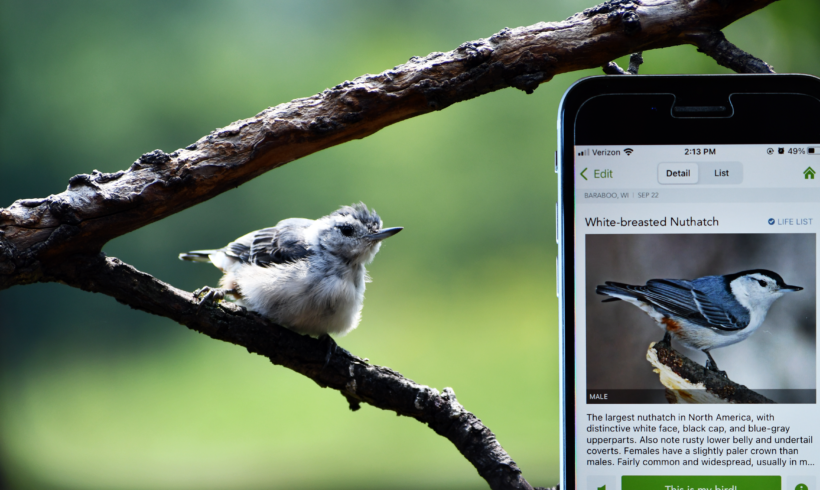 Our Favorite Bird ID Apps Our Favorite Bird ID Apps