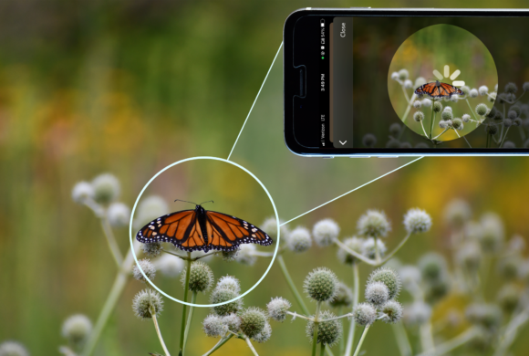 Insect ID Apps: Which is Best?