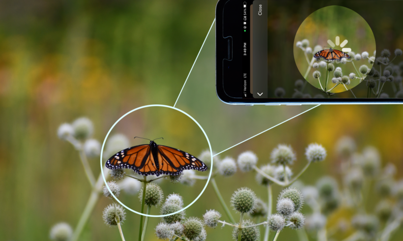 Insect ID Apps: Which is Best?