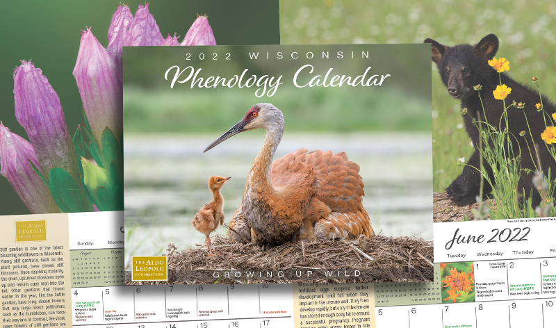The 2022 Phenology Calendar is On Sale Now! - My Wisconsin Woods