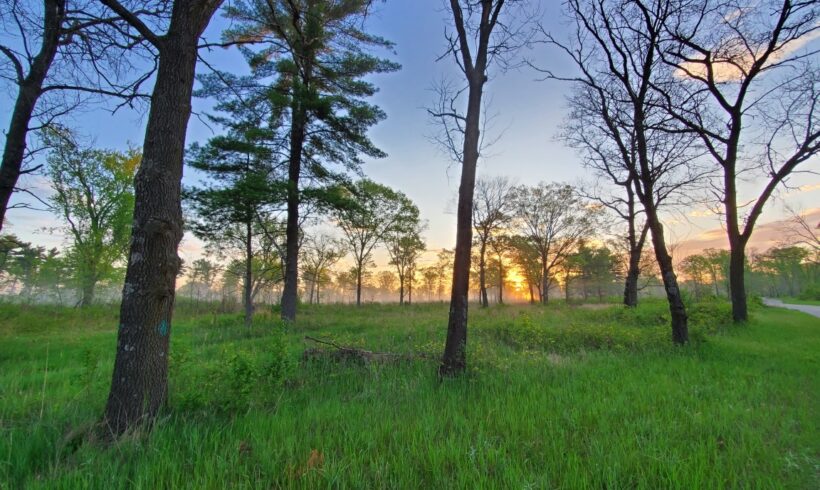 Getting to Know Your Forest Health Team: Mary Bartkowiak on Woodland Invasive Species Getting to Know Your Forest Health Team: Mary Bartkowiak on Woodland Invasive Species