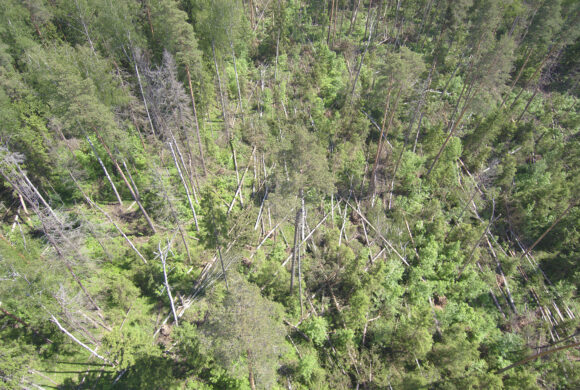 Getting to Know Your Forest Health Team: Paul Cigan and Harsh Weather Effects on Woodlands Getting to Know Your Forest Health Team: Paul Cigan and Harsh Weather Effects on Woodlands
