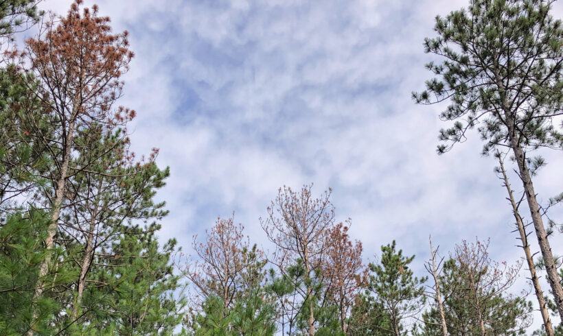 Getting to Know Your Forest Health Team: Alex Feltmeyer on Heterobasidion Root Disease (HRD) Getting to Know Your Forest Health Team: Alex Feltmeyer on Heterobasidion Root Disease (HRD)