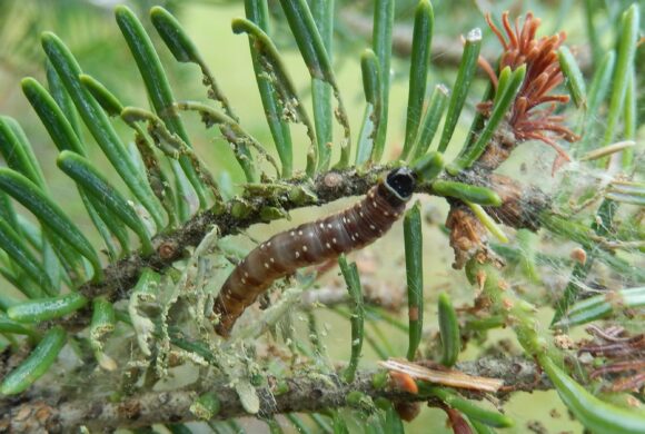 Getting to Know Your Forest Health Team: Linda Williams on Spruce budworm