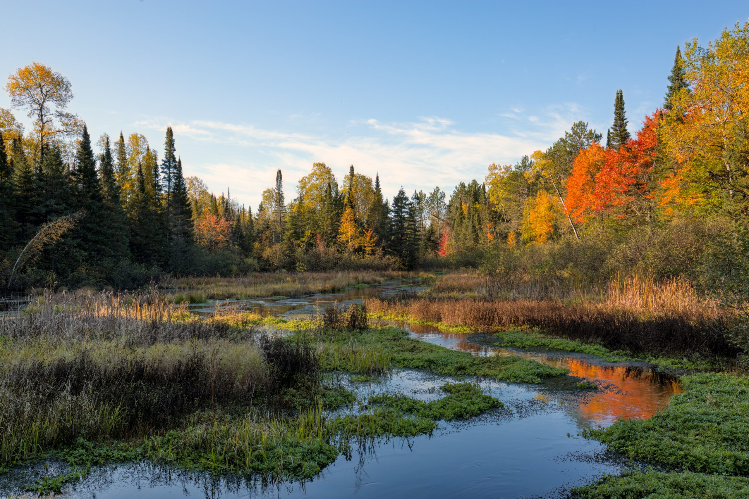 Seasonal Changes in Your Woods this Fall
