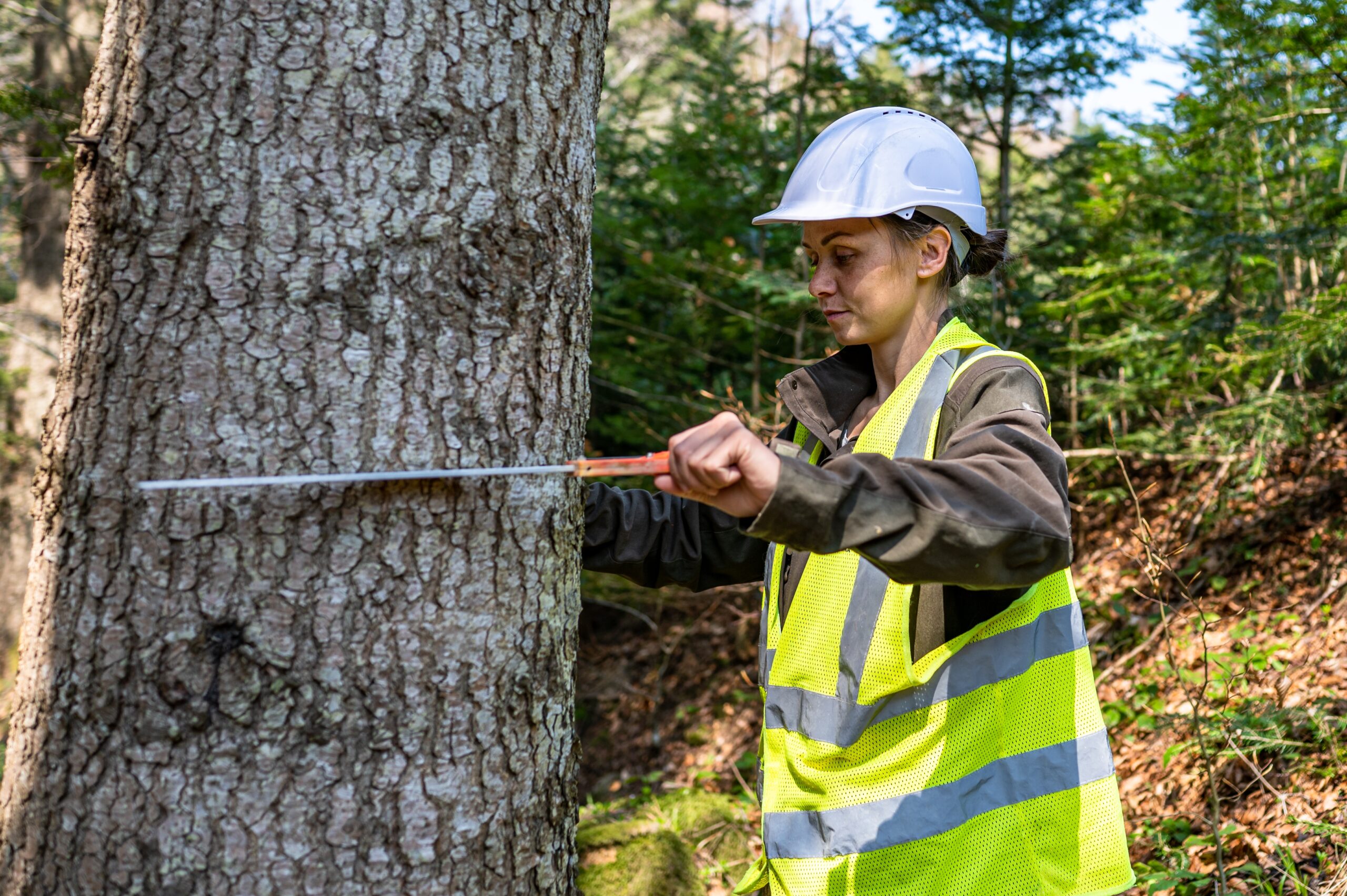 wi-dnr-now-hiring-foresters-in-northeast-wisconsin-my-wisconsin-woods