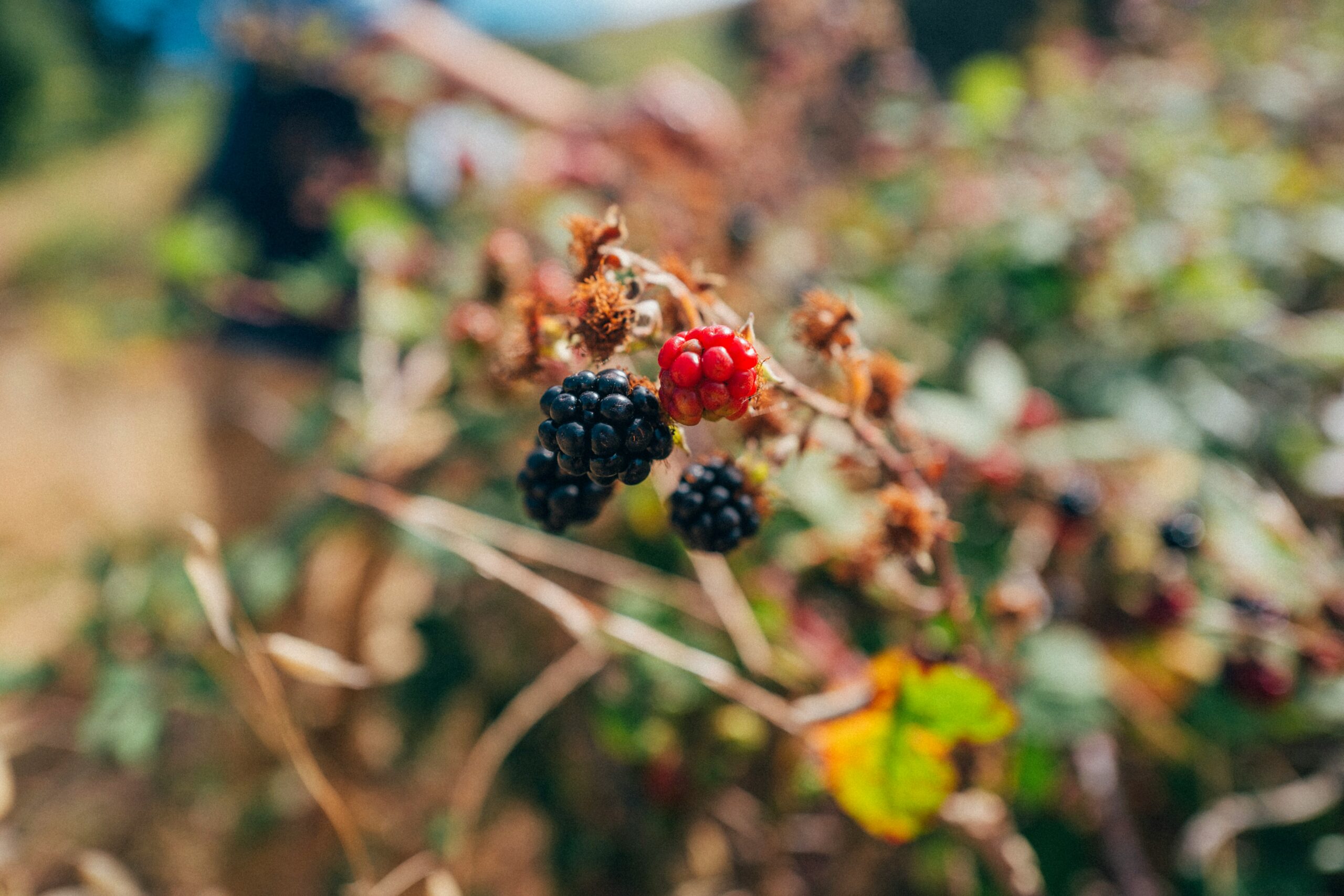 The Delight of Foraging