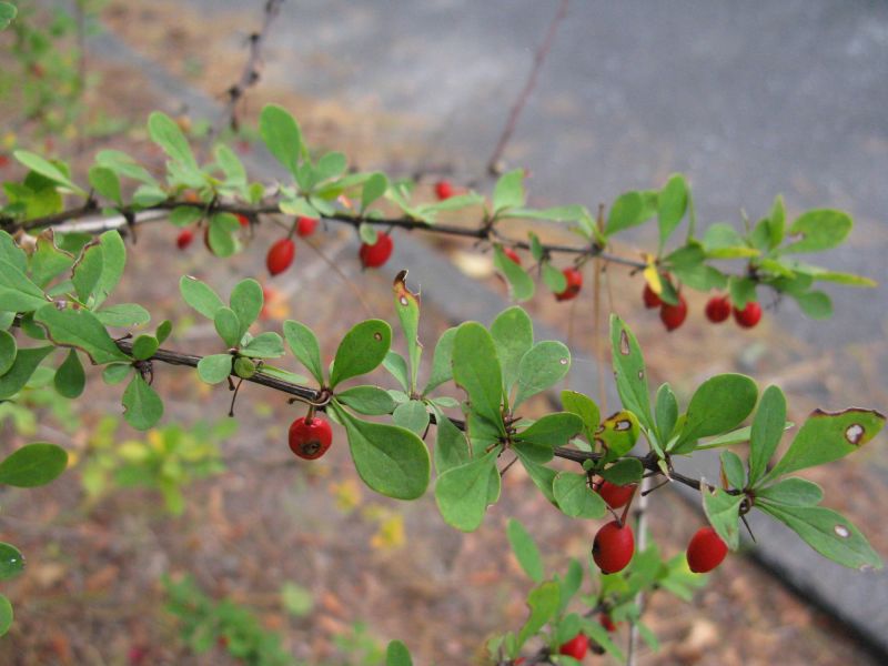 An Update on Invasive Plant Control