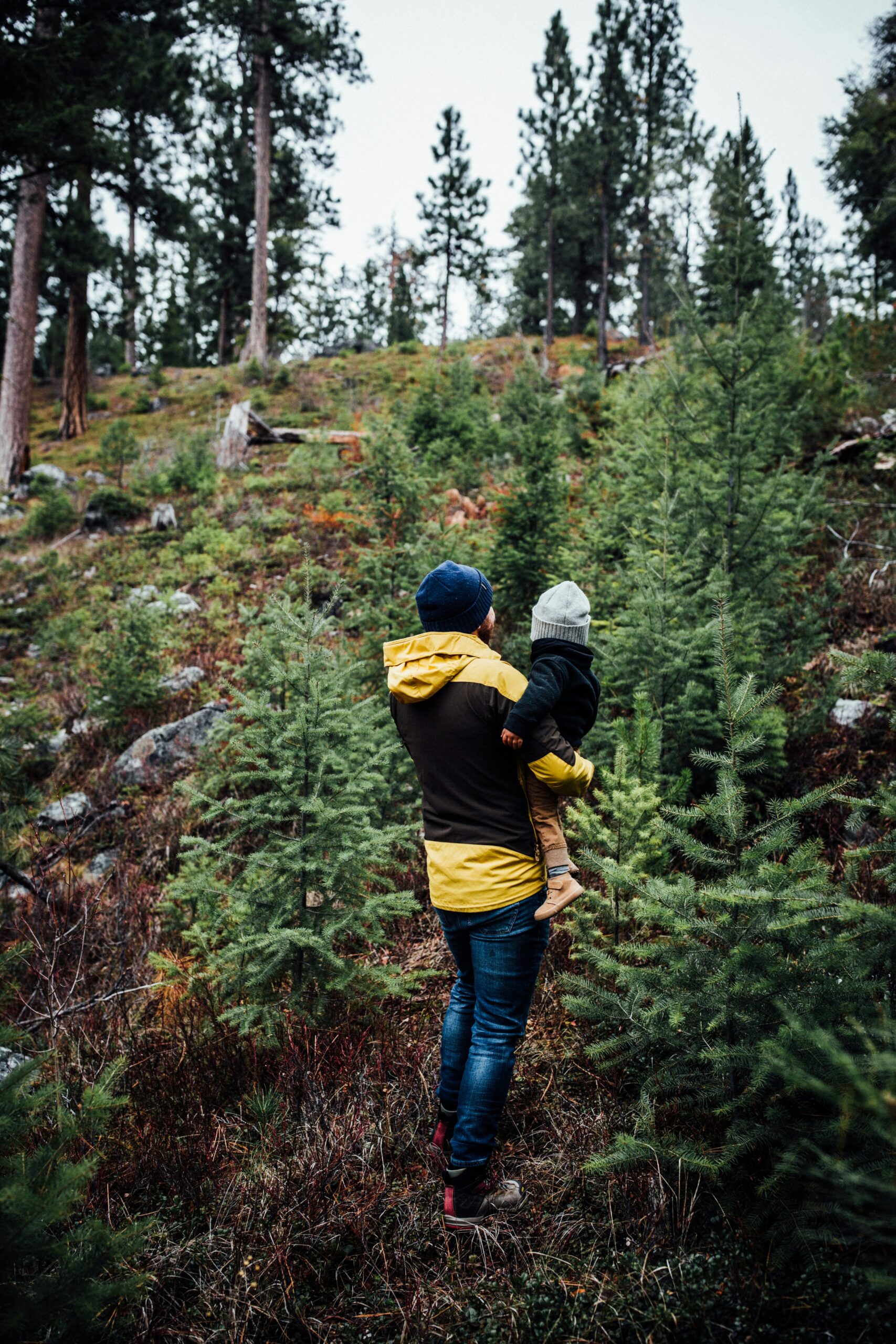 Pumpkins and Trees, Oh My!