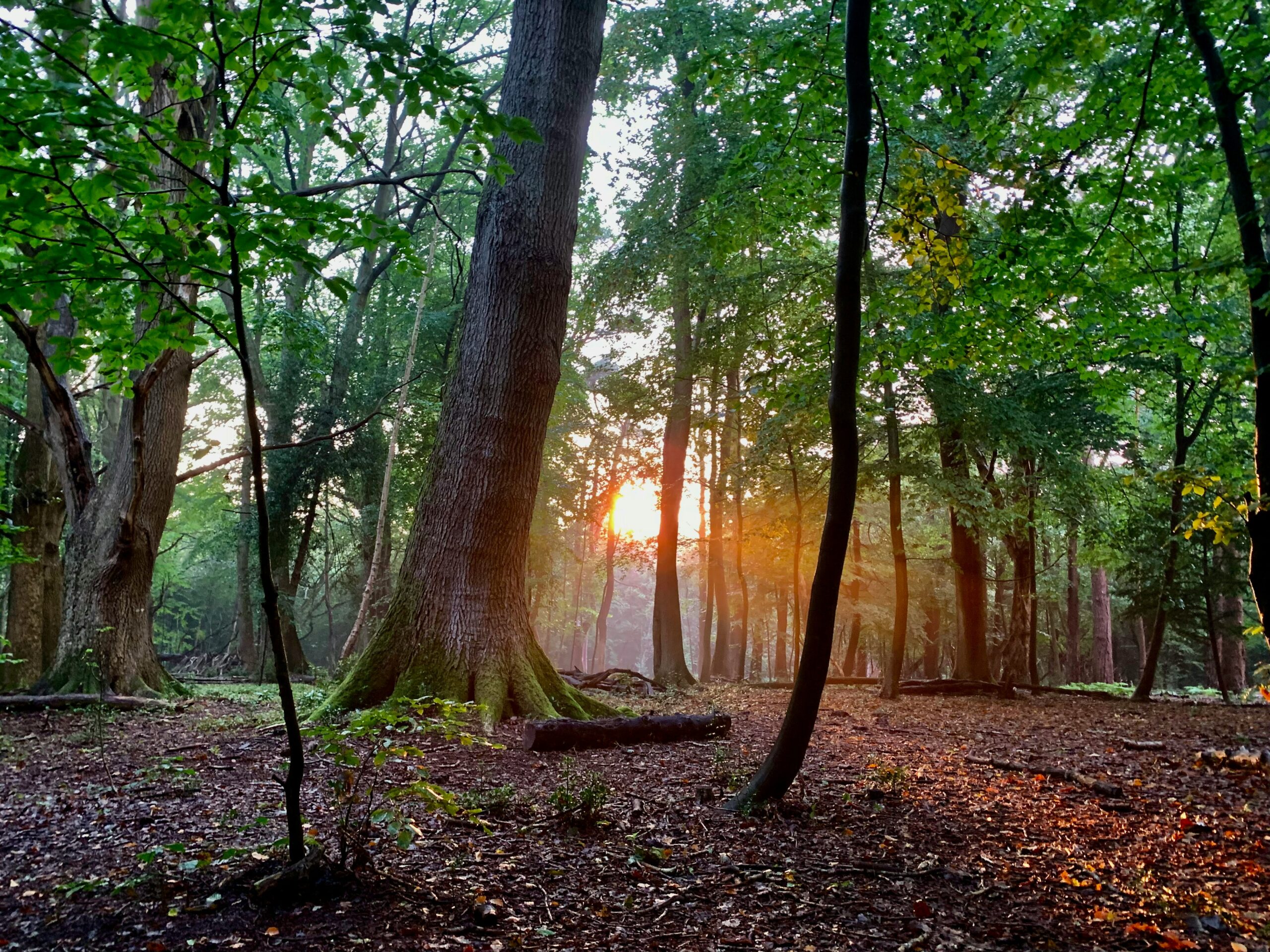 The Benefits of Forest Bathing and Therapy