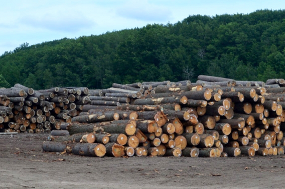 The Wisconsin Lumber Prognosis