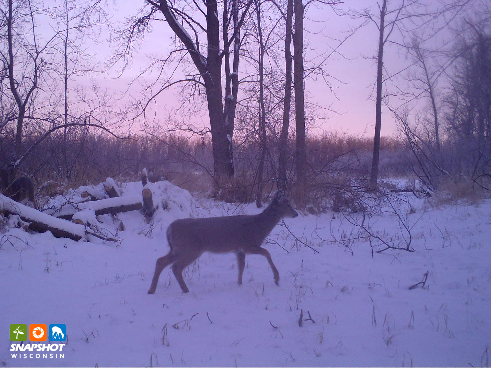 Snapshot Wisconsin: A Digital Glimpse into Your Woods