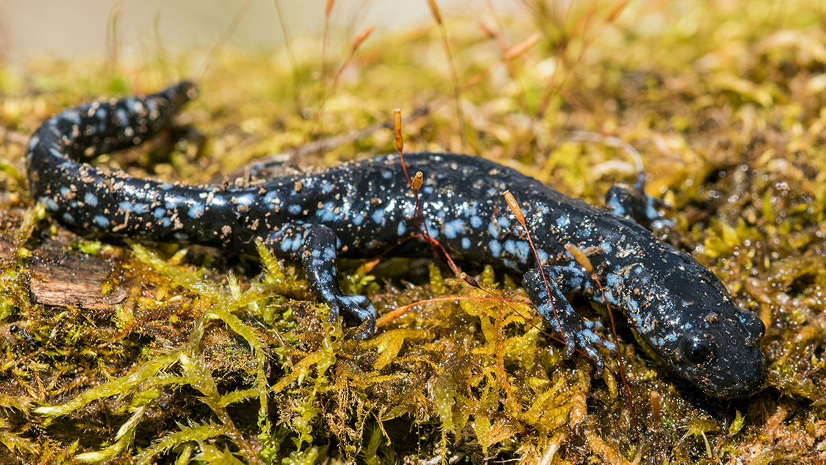 Amphibians of Wisconsin