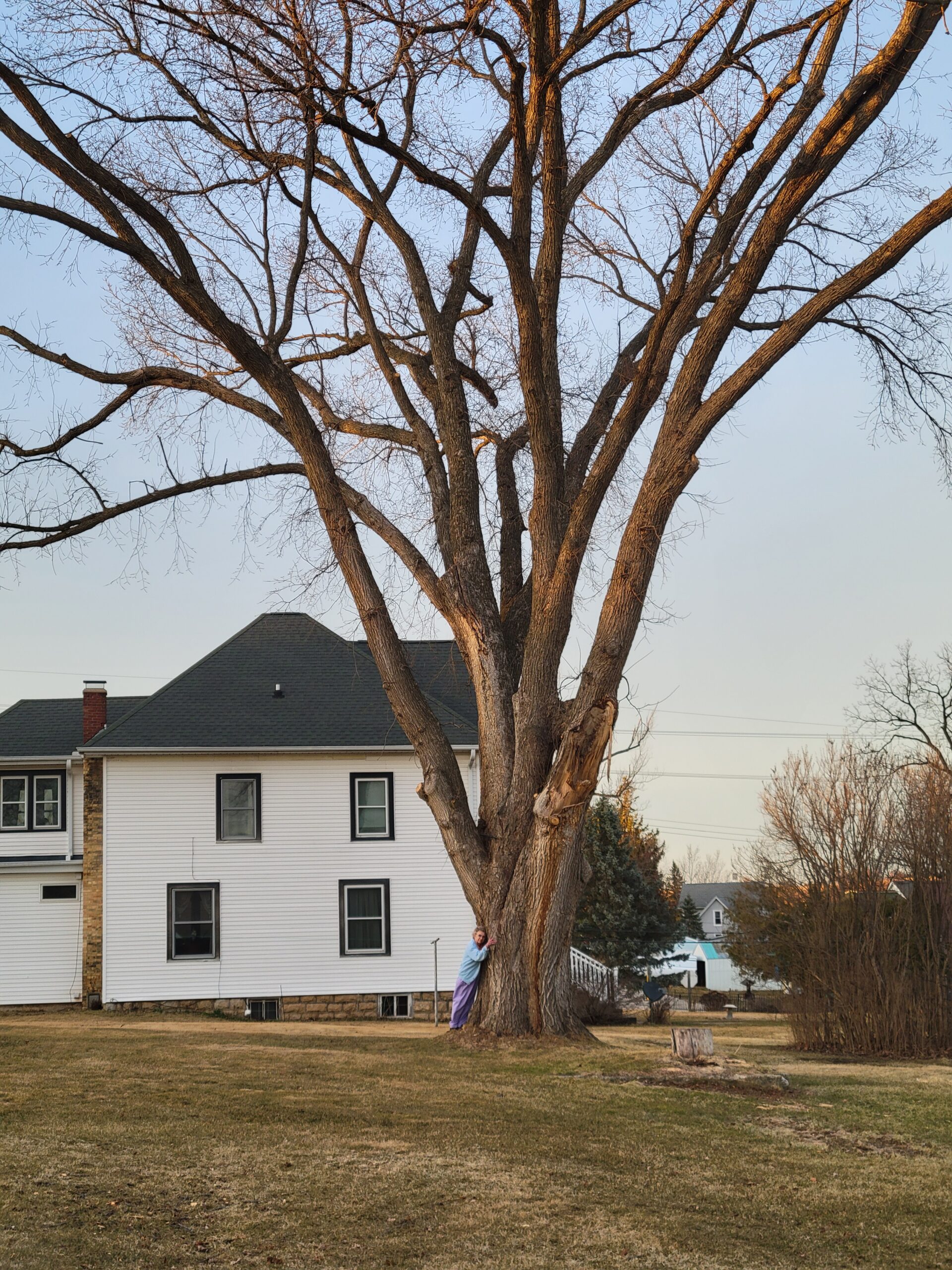 Hope For The American Elm