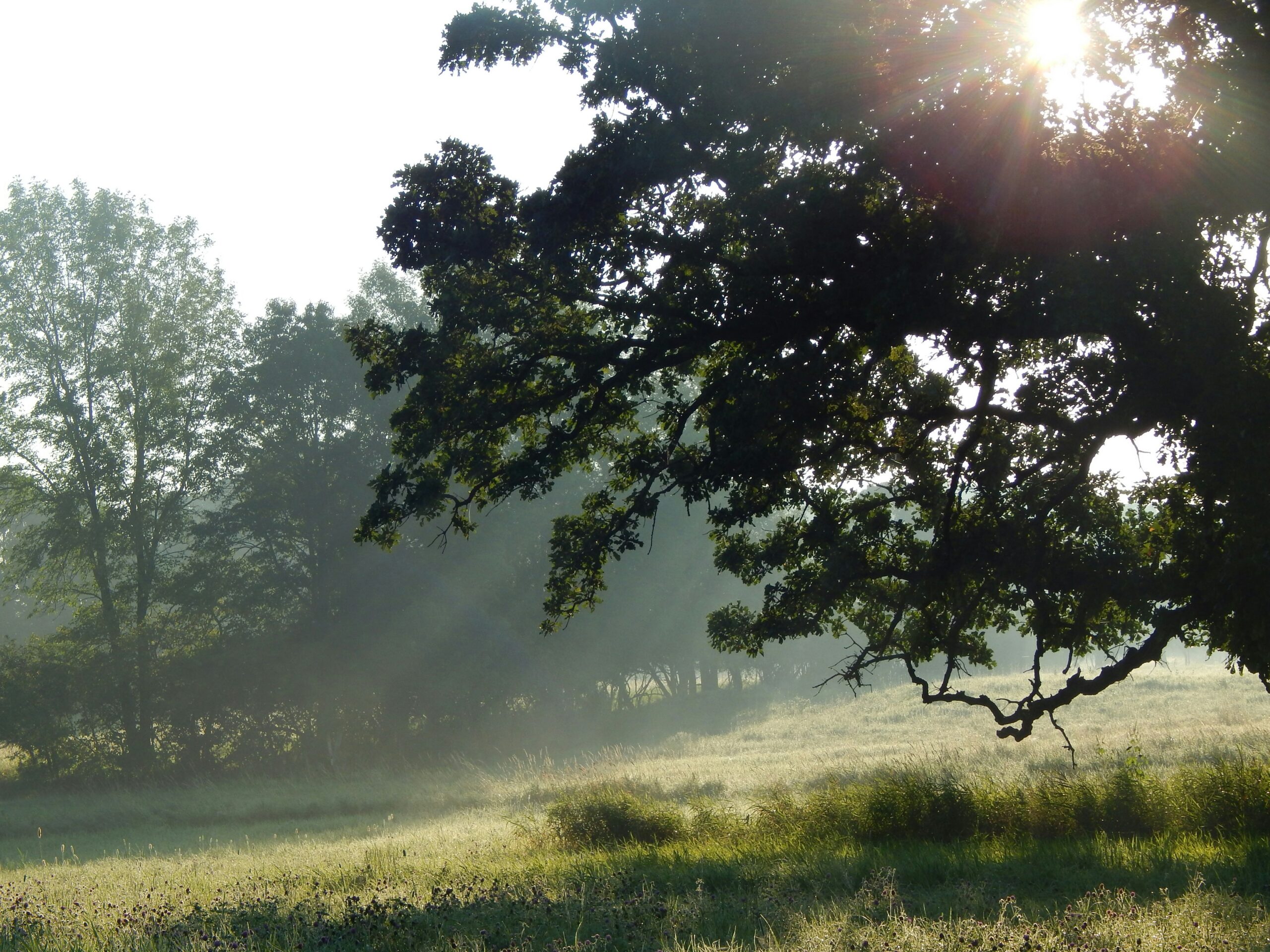 How to Celebrate Trees this Arbor Day (and everyday!)