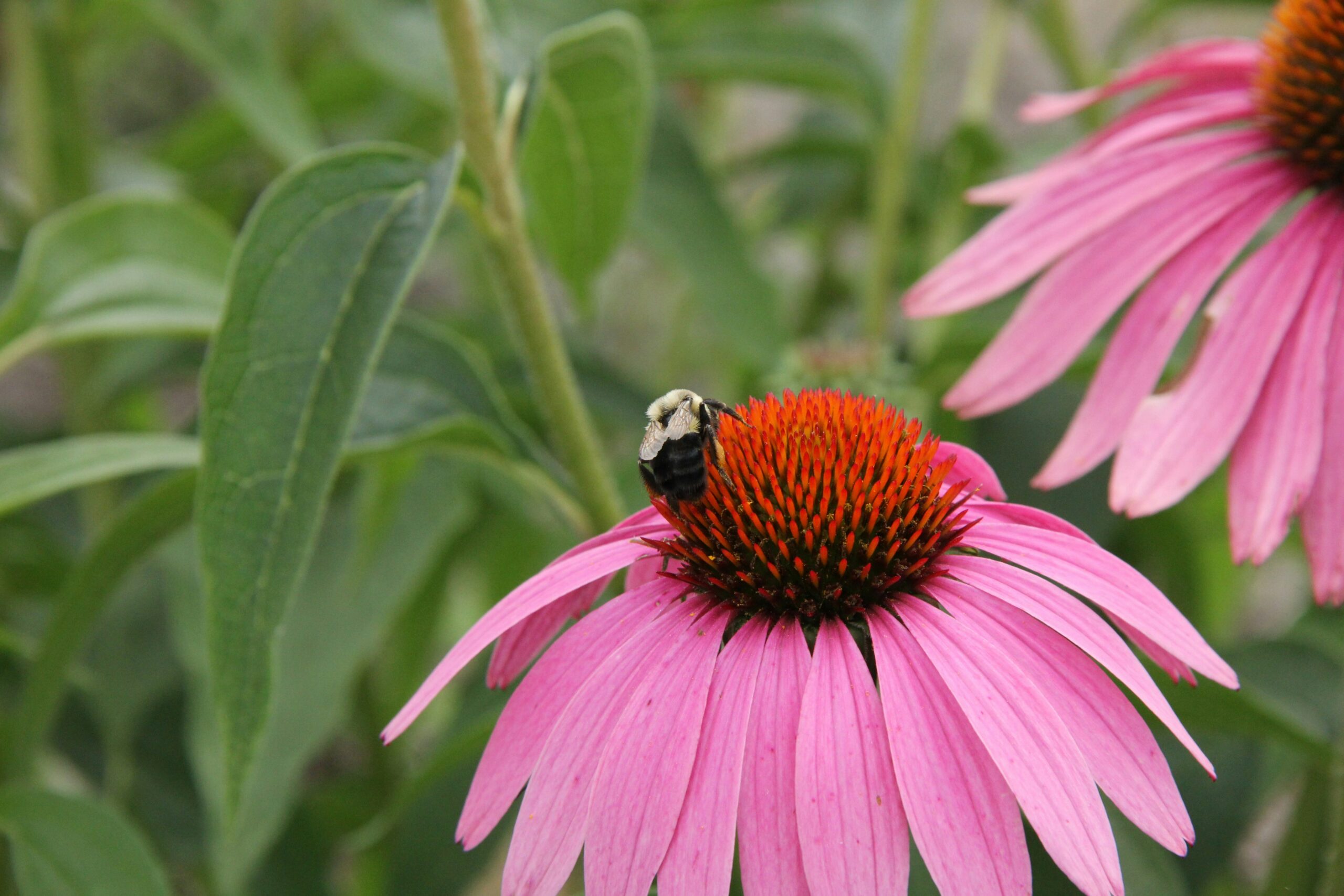 The Importance of Pollinators in Your Woods