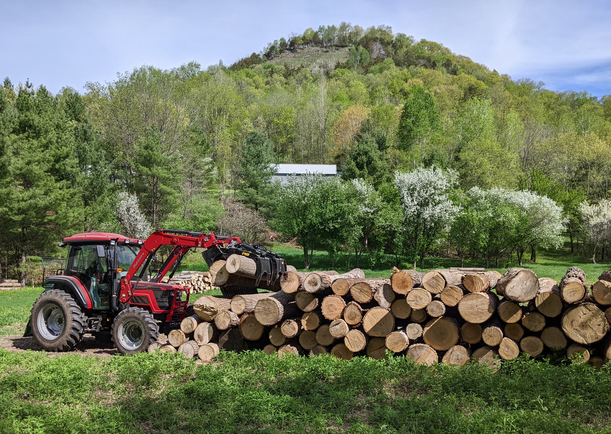 Overcoming Woodland Challenges: The Domine Family