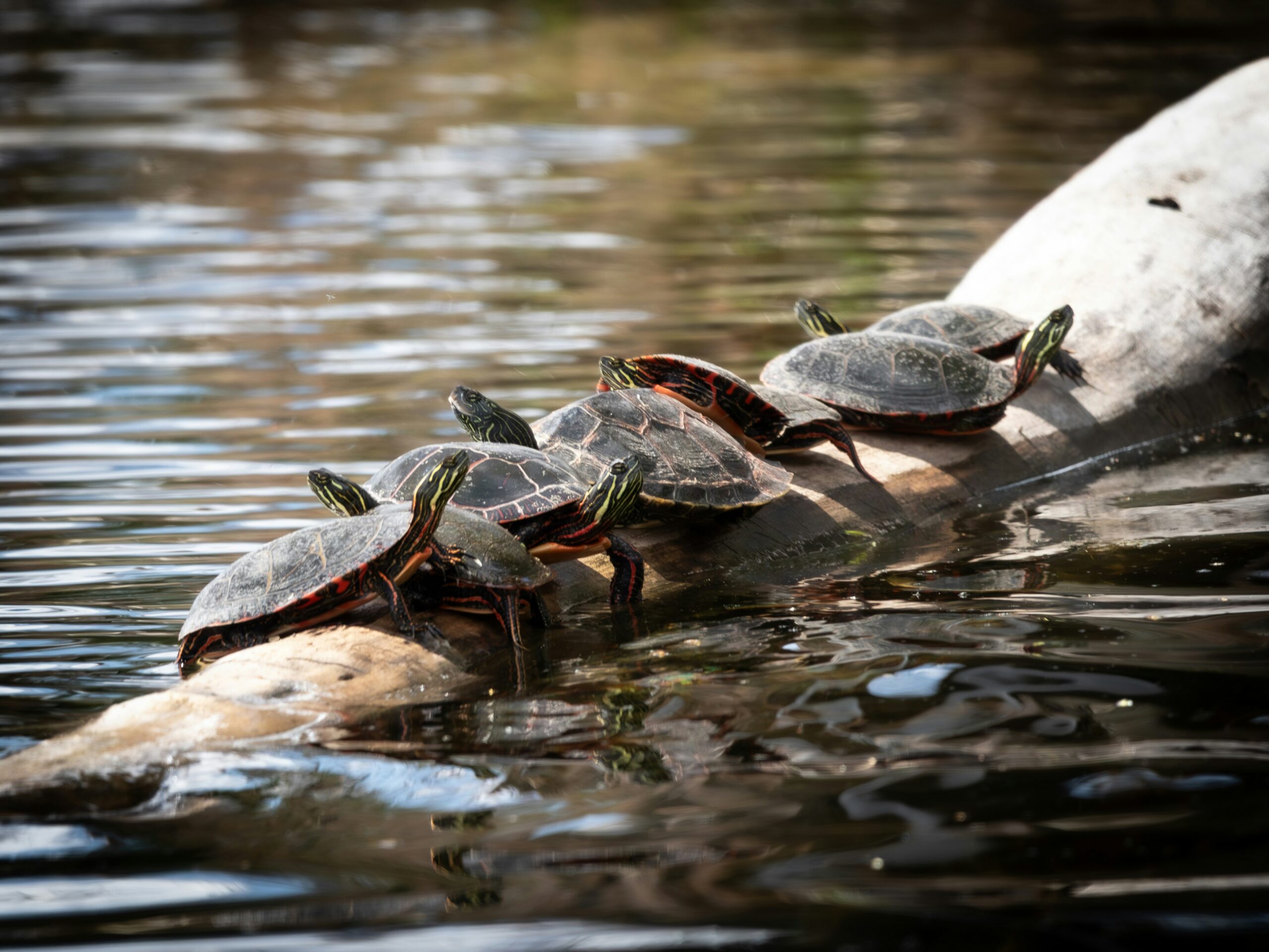 Cold-Blooded Survivors: The Secret Lives of Wisconsin’s Reptiles