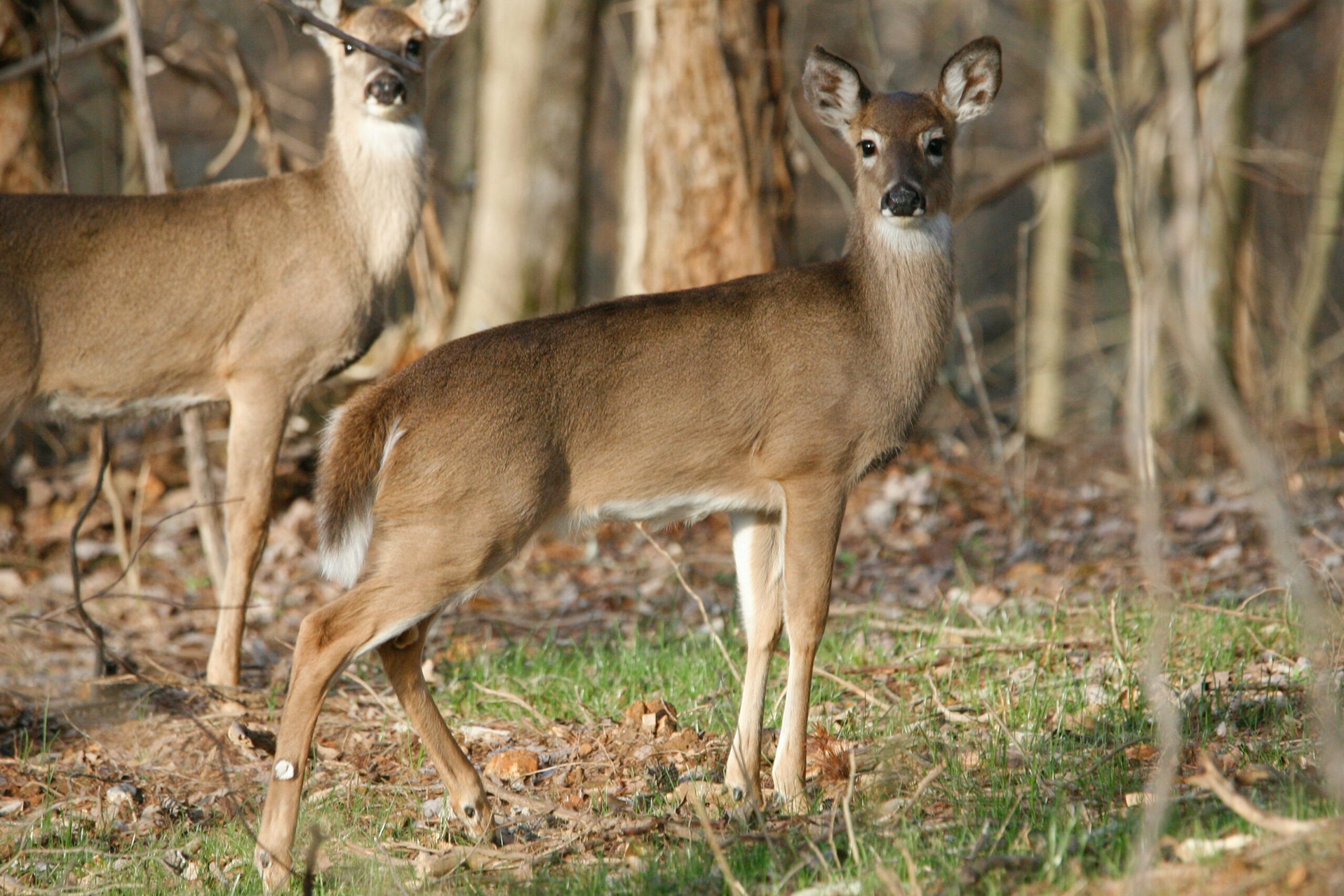 The Latest on Chronic Wasting Disease