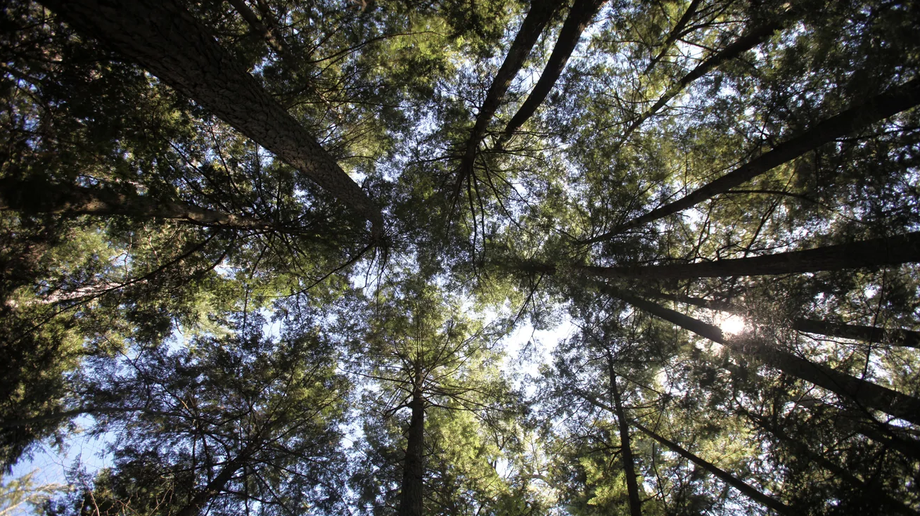 Old Growth Forests Past and Present